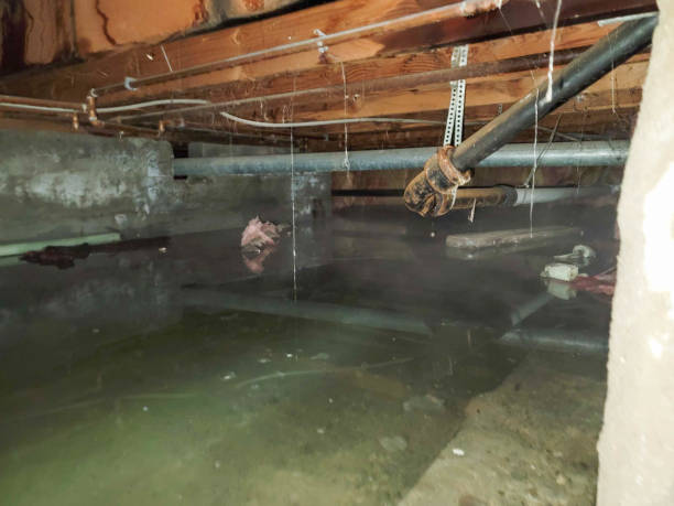 Best Mold removal after water damage  in San Ysidro, NM